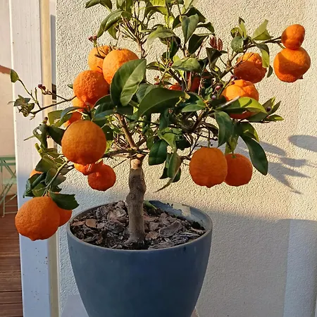 Frühstückspension Le Petit Coin De Provence 3*